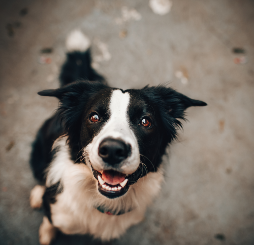 Fulfilment for Pet Product Brands by IN1 Global Fulfilment